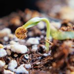 What Happens When a Seed Germinates