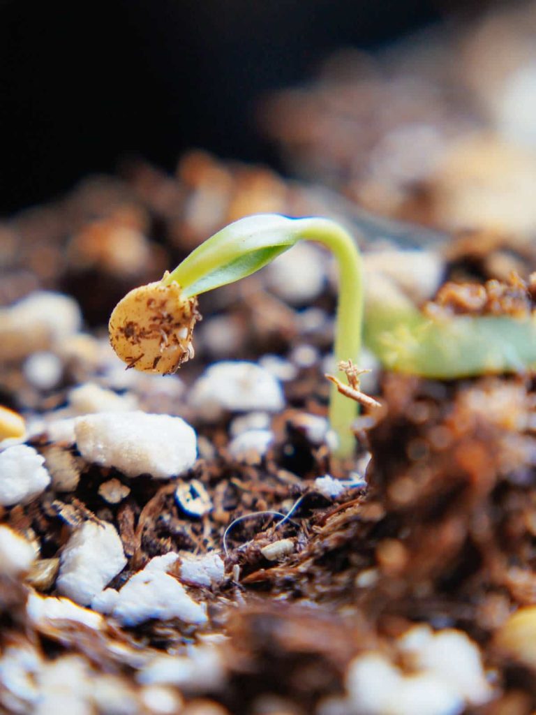 What Happens When a Seed Germinates