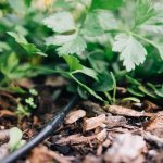 Beginner’s Guide to Installing Drip Irrigation in Your Garden Beginner’s Guide to Installing Drip Irrigation in Your Garden