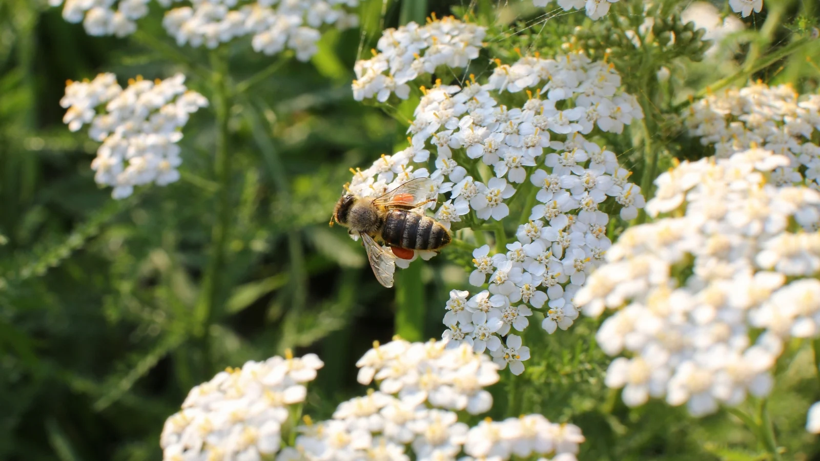 a close-up shot of a small bee, crawling on a bunch of white yarrow blooms, feeding on its nectar, all alongside green foliage outdoors
