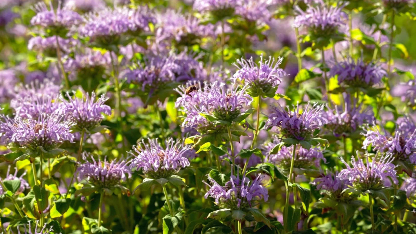 a close-up shot of a large group of spiky purple colored flowers, on top of slender, sturdy green stems, basking in bright sunlight outdoors