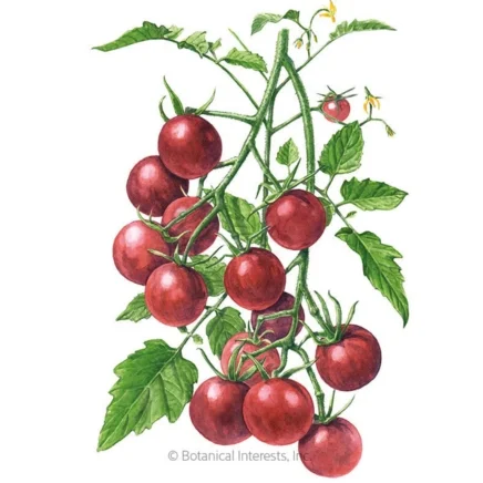 chocolate cherry pole cherry tomato seeds