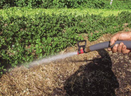 A Nourishing Recipe to Boost Seedling Growth