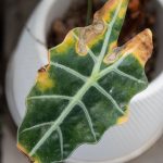 Causes and Fixes to Try