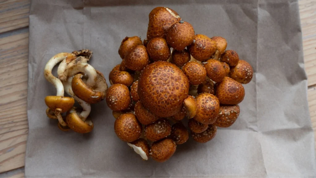 How to Plant, Grow, and Care for Chestnut Mushrooms