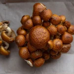 How to Plant, Grow, and Care for Chestnut Mushrooms How to Plant, Grow, and Care for Chestnut Mushrooms