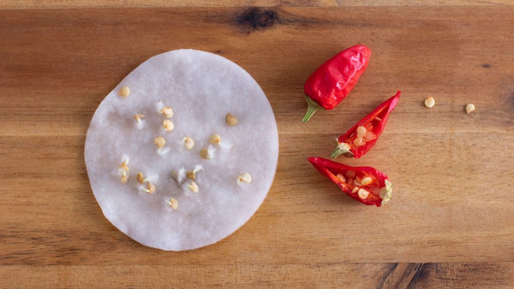 We’ve Mastered Germinating Chile Pepper Seeds. Here’s How
