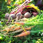 9 Vegetable Seeds to Plant Outside in March