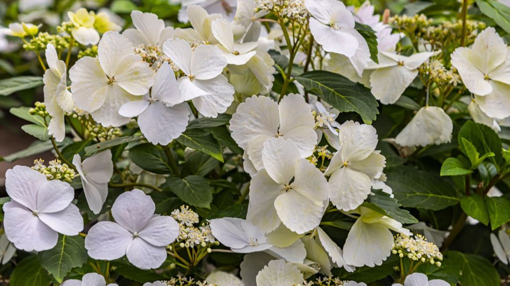 How to Plant, Grow, and Care for Cascade Hydrangeas