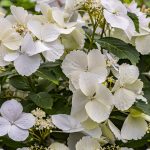 How to Plant, Grow, and Care for Cascade Hydrangeas How to Plant, Grow, and Care for Cascade Hydrangeas