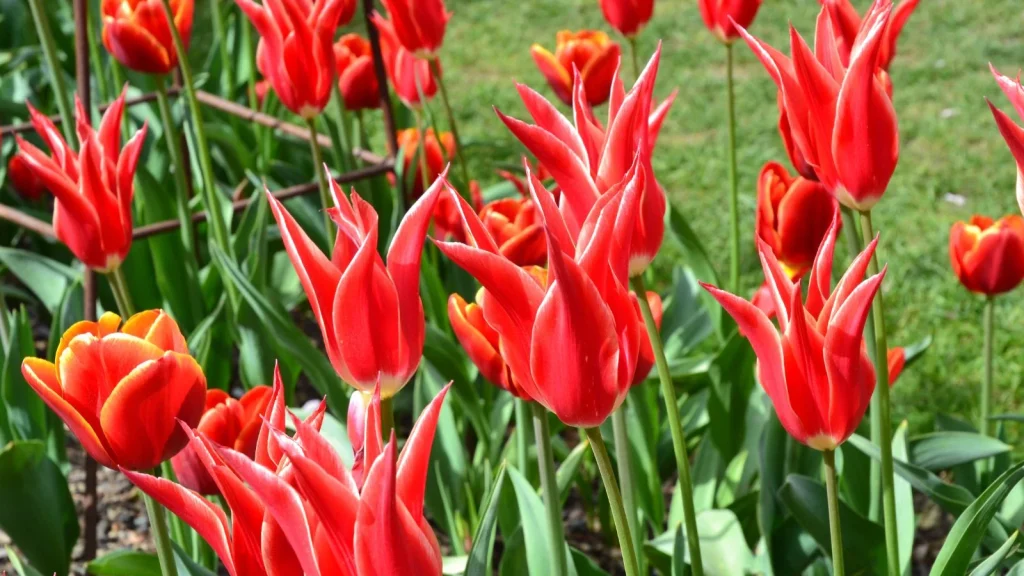 7 Heirloom Tulips that Shine in the Spring Garden