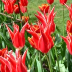 7 Heirloom Tulips that Shine in the Spring Garden