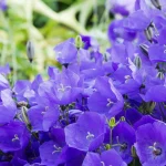 7 Shade Flowers That Bloom All Summer Long 7 Shade Flowers That Bloom All Summer Long