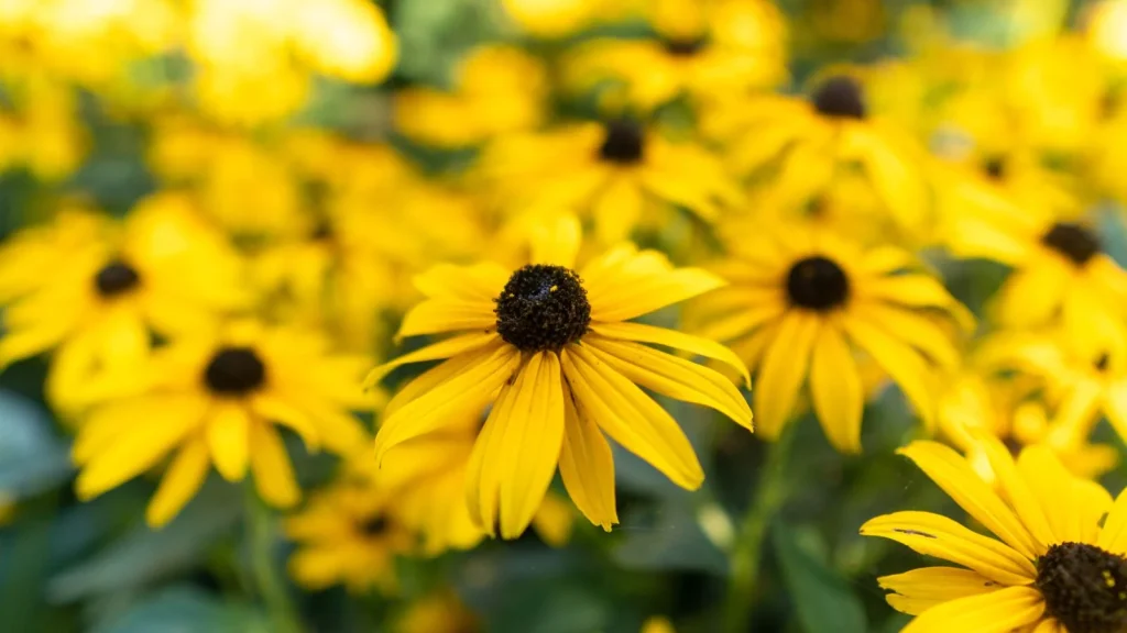 How to Grow Black-Eyed Susans From Seed
