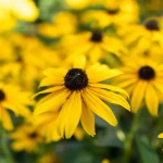 How to Grow Black-Eyed Susans From Seed How to Grow Black-Eyed Susans From Seed