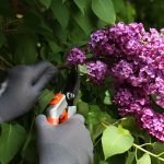 Don’t Prune These 5 Garden Plants in March