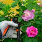 Prune These 7 Plants in March or Lose Your Summer Blooms