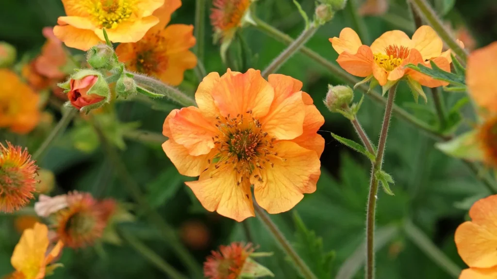 How to Plant, Grow, and Care for ‘Totally Tangerine’ Geum