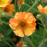 How to Plant, Grow, and Care for ‘Totally Tangerine’ Geum