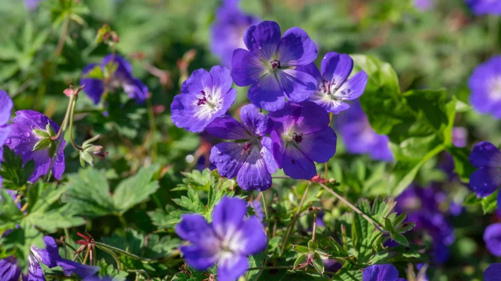 How to Plant, Grow, and Care for ‘Rozanne’ Geraniums