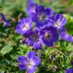 How to Plant, Grow, and Care for ‘Rozanne’ Geraniums How to Plant, Grow, and Care for ‘Rozanne’ Geraniums