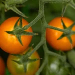 The Hardening Off Schedule That Guarantees Strong Tomato Plants
