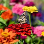 7 Best Flowers to Plant for Pollinators in March 7 Best Flowers to Plant for Pollinators in March