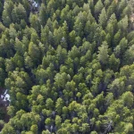 Why thinning a forest could get you more drinking water