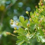 7 Best US-Native Plants to Grow for Year-Round Interest 7 Best US-Native Plants to Grow for Year-Round Interest