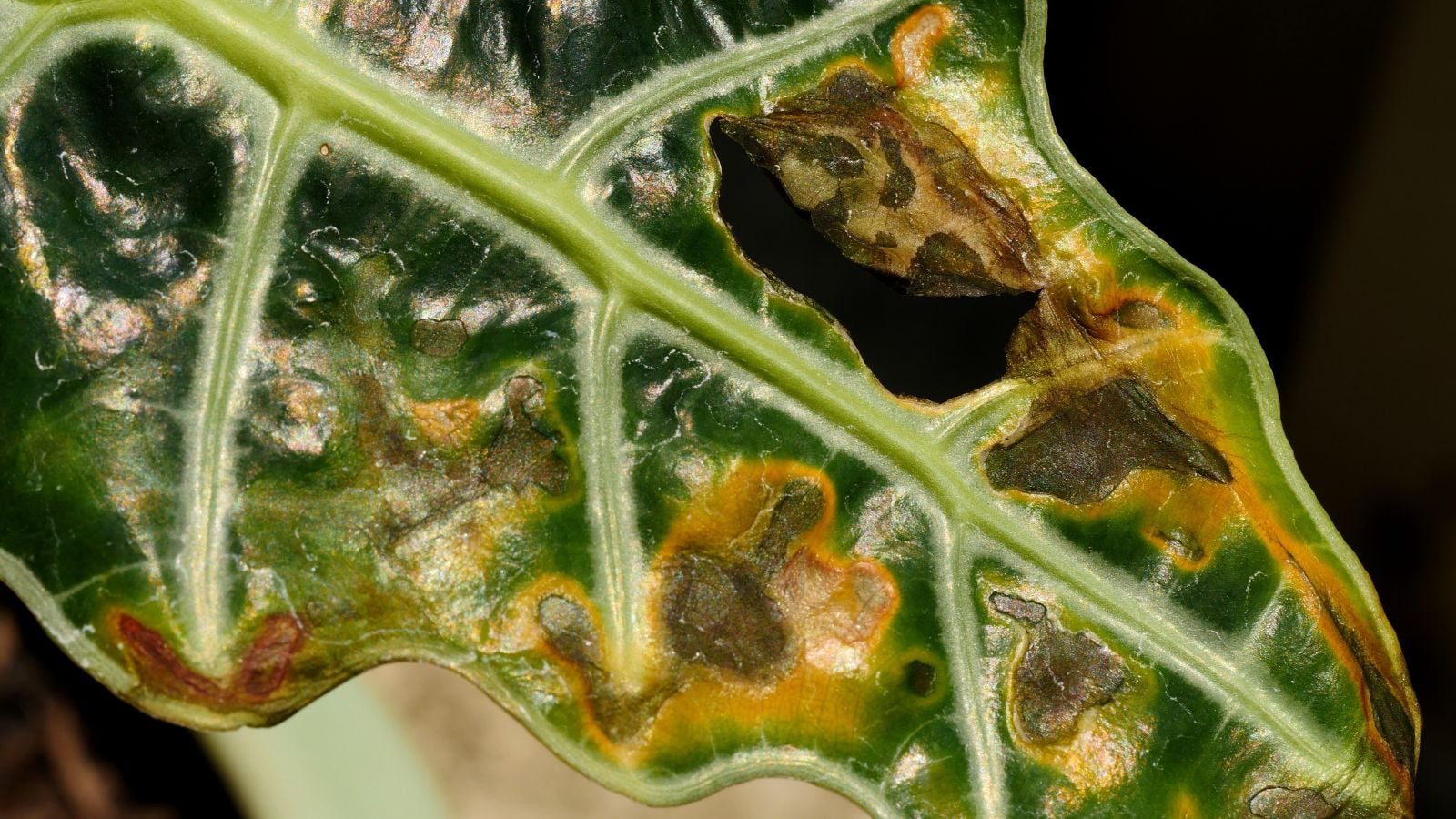 a close-up shot of a leaf of a houseplant, showcasing signs of burns from excessive exposure to sunlight, all situated in a well lit area