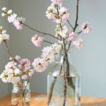 Cut Your Own Natural Flowering Branches for Vase Arrangements Cut Your Own Natural Flowering Branches for Vase Arrangements