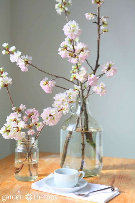 Cut Your Own Natural Flowering Branches for Vase Arrangements