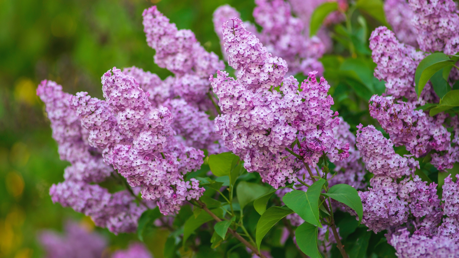 close-up of a flowering syringa vulgaris plant featuring upright branches with heart-shaped leaves arranged along the stems. producing large, showy clusters of fragrant flowers in shades of lilac.