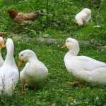 Are you Team Duck or Team Chicken?