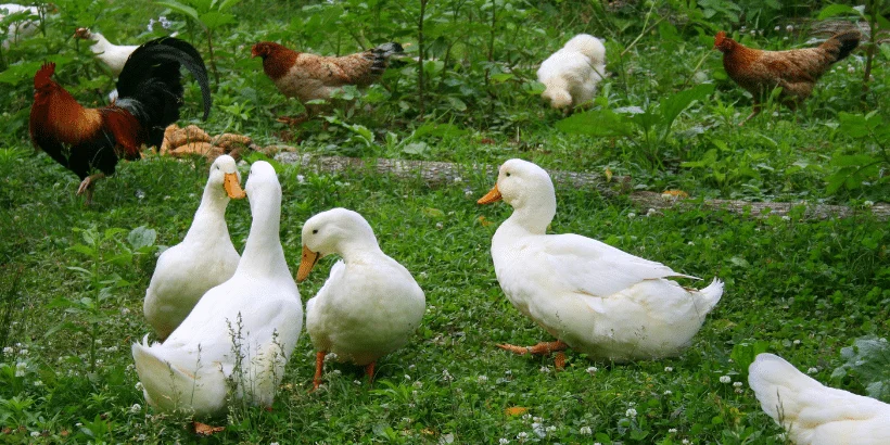 Are you Team Duck or Team Chicken?