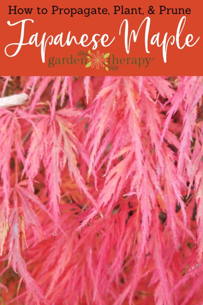 pin image for how to propagate, plant, and prune japanese maple