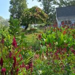 do you have a muse plant? | letter from the editor