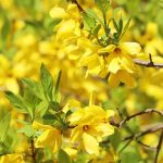 7 Common Reasons Why Forsythia Fails to Bloom