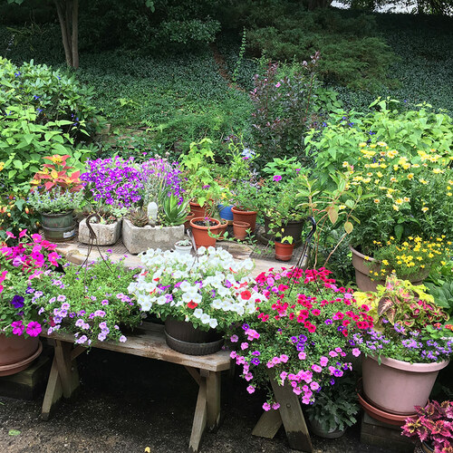 Jutta’s Former Garden in New Jersey