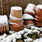 finding garden advice in the offseason