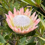 gpod on the road: kirstenbosch national botanical garden