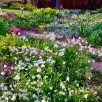 spring flowers in david’s colorado garden