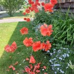 lee fights boredom with old garden photos, part 2