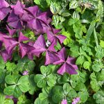 gpod on the road: winter at greater des moines botanical garden