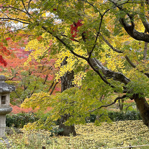 GPOD on the Road: Peak Autumn Foliage in Japan, Part 1