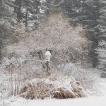 fresh snow in heidi’s connecticut garden