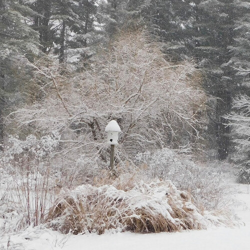 Fresh Snow in Heidi’s Connecticut Garden