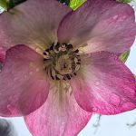 signs of early spring in carla’s pennsylvania garden, part 2