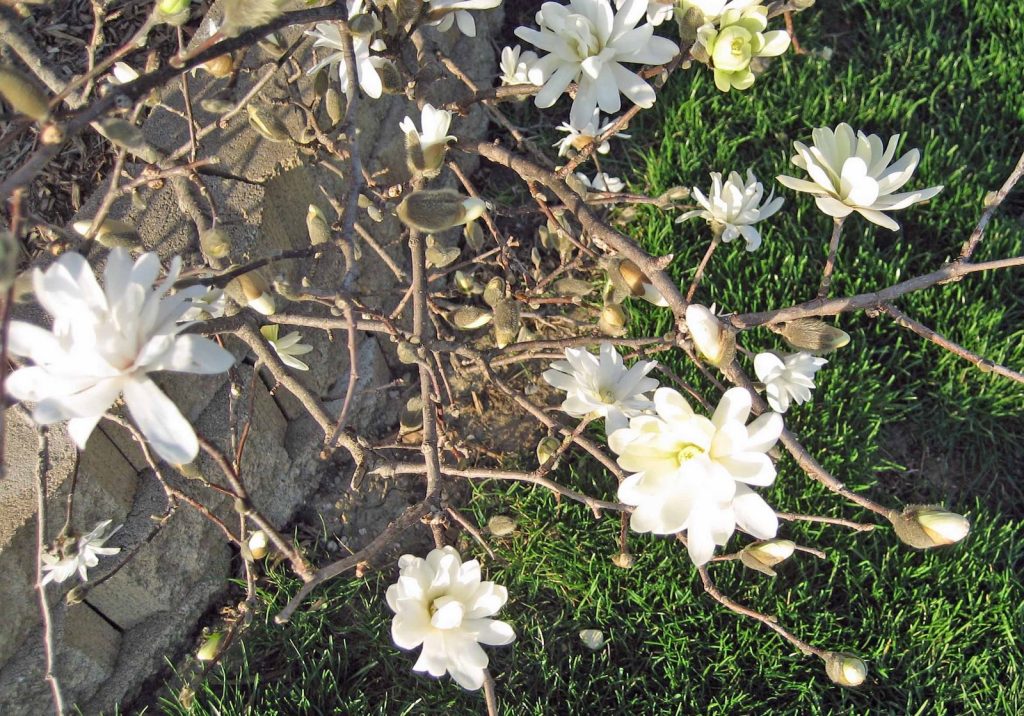 Garden Bloggers’ Bloom Day – March 2026 – Carol J. Michel