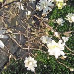 Garden Bloggers’ Bloom Day – March 2026 – Carol J. Michel Garden Bloggers’ Bloom Day – March 2026 – Carol J. Michel